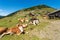 Dairy Cows and Horses on a Mountain Pasture - Italy-Austria Border