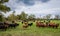 Dairy cows in a large green grass field on a cloudy autumn morning