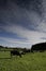 Dairy cows in a meadow