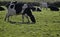 Dairy cows in a meadow