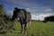 Dairy cows in a meadow