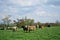 Dairy Cows Out Grazing under a blue sky.