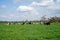 Dairy Cows Out Grazing under a sunny sky