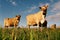 Dairy cows in paddock