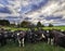 Dairy cows on a paddock in the cloudy autumn afternoon in New Zealand