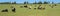 Dairy Cows Pasture Field Banner Panorama Panoramic