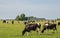 Dairy cows peacefully grazing