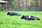 Dairy Cows Relax in Pastureland