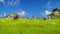 Dairy cows on spring alpine meadow