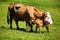 Dairy cows on summer pasture