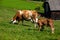 Dairy cows on summer pasture