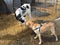 Dairy Cows touching noses with a dog