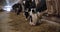 dairy farm, adorable cow eating hay while standing in stall against the background of livestock with tags in ears and