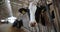 dairy farm, cow with a soiled nose chews hay and looks at the camera, cattle with tags in their ears and collar in the