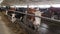 Dairy farm cows indoor in the shed