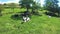 Dairy farm cows lying on a green grass at a pasture on a sunny summer day in Hokkaido field.