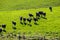 Dairy Farm With Cows in New Zealand