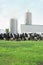 Dairy farm with cows outside during summer