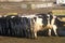 Dairy farm at feeding time, Point Reyes, CA