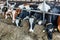 Dairy Farm. Group of domestic cattle in modern cowshed