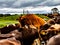 Dairy farm machines and cattle. Taranaki New Zealand