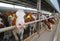 Dairy farm, simmental cattle, feeding cows on farm