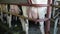 A dairy farmer attaches vacuum cups to a cows udder at a farm