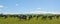 Dairy Farming on Canterbury Plains Panorama