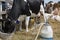 Dairy Farming - Milking a cow