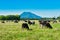 Dairy farming in the shadow of a volcano