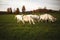 Dairy goats on a farm