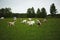 Dairy goats on a farm