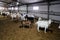 Dairy goats in modern free livestock stall