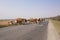 Dairy Herd going for Milking