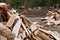 Dairy herd rests behind piles of wood slabs