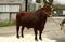 Dairy Shorthorn II