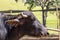 dairy water buffalo cow on corral.