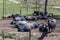 dairy water buffalo cow on corral. Minas Gerais, Brazil