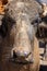 dairy water buffalo cow on corral. Minas Gerais, Brazil