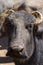 dairy water buffalo cow on corral. Minas Gerais, Brazil