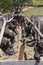 dairy water buffalo cow on corral. Minas Gerais, Brazil