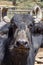 dairy water buffalo cow on corral. Minas Gerais, Brazil