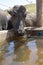 dairy water buffalo cow on corral. Minas Gerais, Brazil