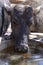 dairy water buffalo cow on corral. Minas Gerais, Brazil