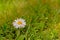 Dais flower - Bellis perennis