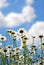 Daises with blue sky