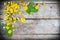 Daises and dandelions on wooden table