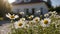 daises in front of a house