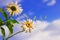 Daisies against blue sky