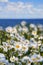 Daisies against the sky and sea